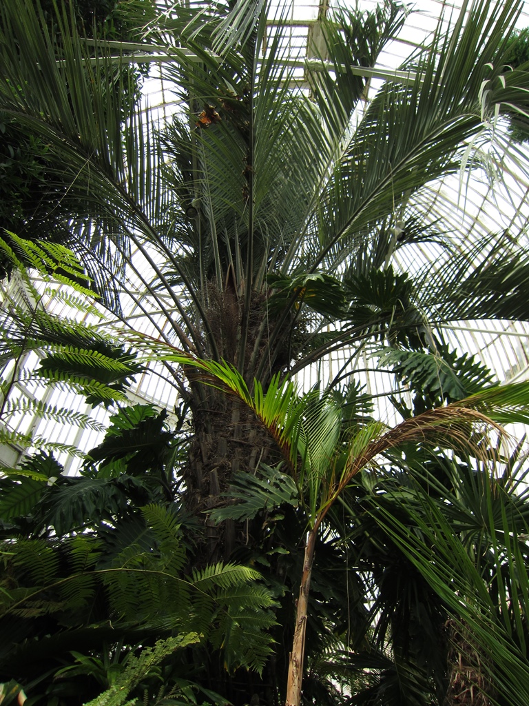 Palms in Palm House